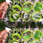 This liquid kills all caterpillars, stink bugs, ants and whiteflies in the garden