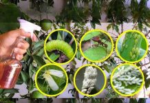 This liquid kills all caterpillars, stink bugs, ants and whiteflies in the garden