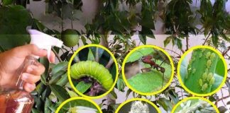 This liquid kills all caterpillars, stink bugs, ants and whiteflies in the garden