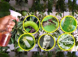 This liquid kills all caterpillars, stink bugs, ants and whiteflies in the garden