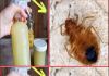 How to Quickly Eliminate Bed Bugs, Cockroaches and Other Insects in Your Home