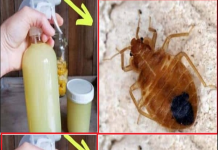 How to Quickly Eliminate Bed Bugs, Cockroaches and Other Insects in Your Home