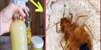 How to Quickly Eliminate Bed Bugs, Cockroaches and Other Insects in Your Home
