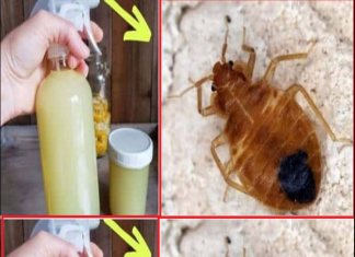 How to Quickly Eliminate Bed Bugs, Cockroaches and Other Insects in Your Home