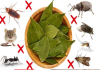 Goodbye, cockroaches and roaches at home: With this infallible remedy, they will disappear.