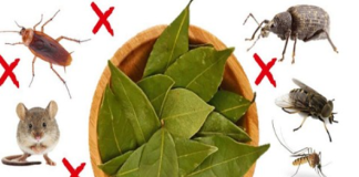 Goodbye, cockroaches and roaches at home: With this infallible remedy, they will disappear.