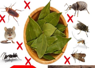 Goodbye, cockroaches and roaches at home: With this infallible remedy, they will disappear.