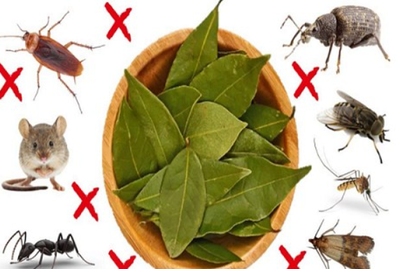 Goodbye, cockroaches and roaches at home: With this infallible remedy, they will disappear.