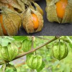 The Key to Realizing Canapum Leaves’ Golden Potential