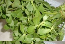 Why You Should Have This Plant in the Garden