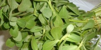 Why You Should Have This Plant in the Garden