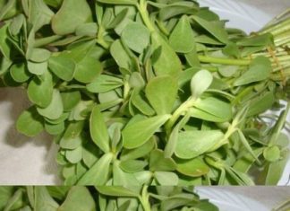 Why You Should Have This Plant in the Garden