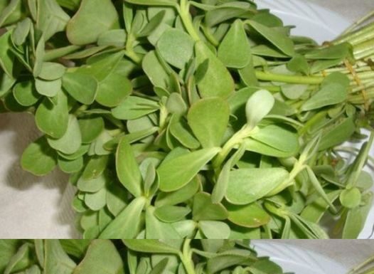 Why You Should Have This Plant in the Garden