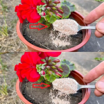 Add a spoonful to the water and water the peace lily. New leaves will appear quickly