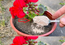 Add a spoonful to the water and water the peace lily. New leaves will appear quickly