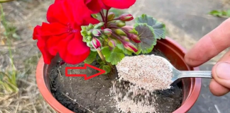 Add a spoonful to the water and water the peace lily. New leaves will appear quickly