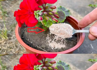 Add a spoonful to the water and water the peace lily. New leaves will appear quickly