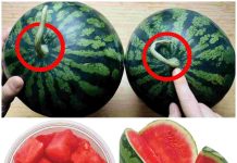 How to Pick a Perfectly Sweet Watermelon: Easy Tips at a Glance 