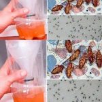A Powerful Home Recipe To Get Rid Of Mosquitoes And Cockroaches Forever