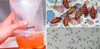 A Powerful Home Recipe To Get Rid Of Mosquitoes And Cockroaches Forever