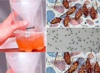 A Powerful Home Recipe To Get Rid Of Mosquitoes And Cockroaches Forever