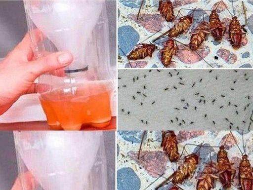 A Powerful Home Recipe To Get Rid Of Mosquitoes And Cockroaches Forever