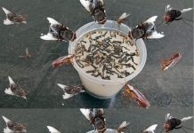 Place it in the kitchen: it keeps flies, mosquitoes and other insects away