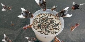 Place it in the kitchen: it keeps flies, mosquitoes and other insects away