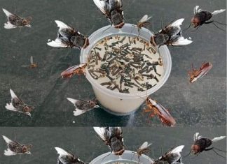 Place it in the kitchen: it keeps flies, mosquitoes and other insects away