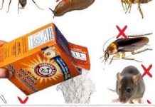 How to keep insects away from the house with baking soda