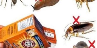 How to keep insects away from the house with baking soda