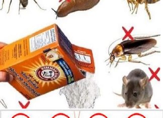 How to keep insects away from the house with baking soda