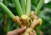 Stop buying ginger at the store. Follow this guide to get an endless supply at home