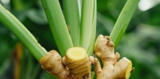 Stop buying ginger at the store. Follow this guide to get an endless supply at home