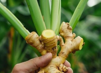 Stop buying ginger at the store. Follow this guide to get an endless supply at home