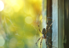 10 Natural Ways to Keep Spiders Out of Your Home