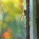 10 Natural Ways to Keep Spiders Out of Your Home