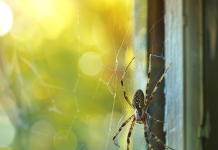 10 Natural Ways to Keep Spiders Out of Your Home