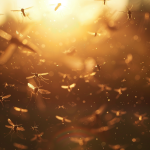 How to Naturally Repel Flies and Mosquitoes