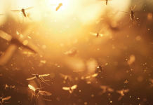 How to Naturally Repel Flies and Mosquitoes