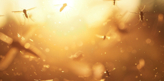 How to Naturally Repel Flies and Mosquitoes