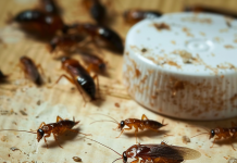 How to Get Rid of Fleas, Ants, and Cockroaches Naturally