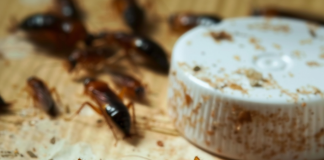 How to Get Rid of Fleas, Ants, and Cockroaches Naturally