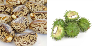 Castor Oil: Uncover Its Revolutionary Benefits in As Little as a Week