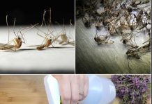Say Goodbye to Flies and Mosquitoes with This Homemade Trap
