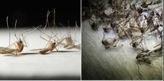 Say Goodbye to Flies and Mosquitoes with This Homemade Trap