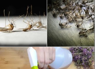 Say Goodbye to Flies and Mosquitoes with This Homemade Trap