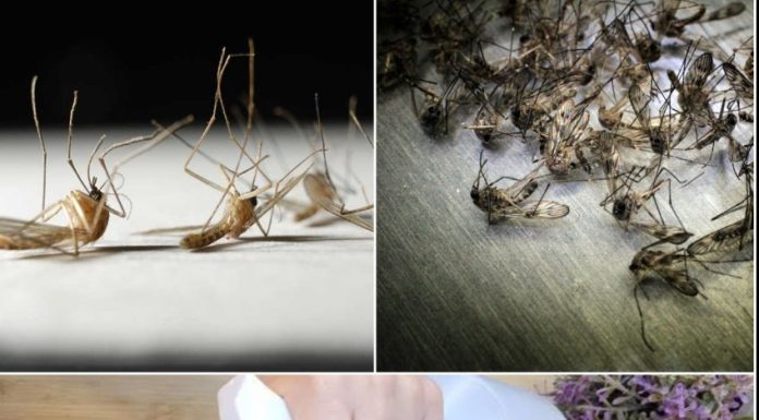 Say Goodbye to Flies and Mosquitoes with This Homemade Trap