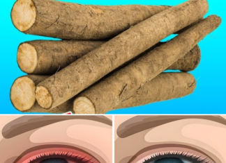 Nurturing Your Eyes Naturally: A Botanical Journey to Optimal Vision