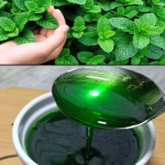 Discover the Benefits of Growing Mint at Home in Mint Marvel